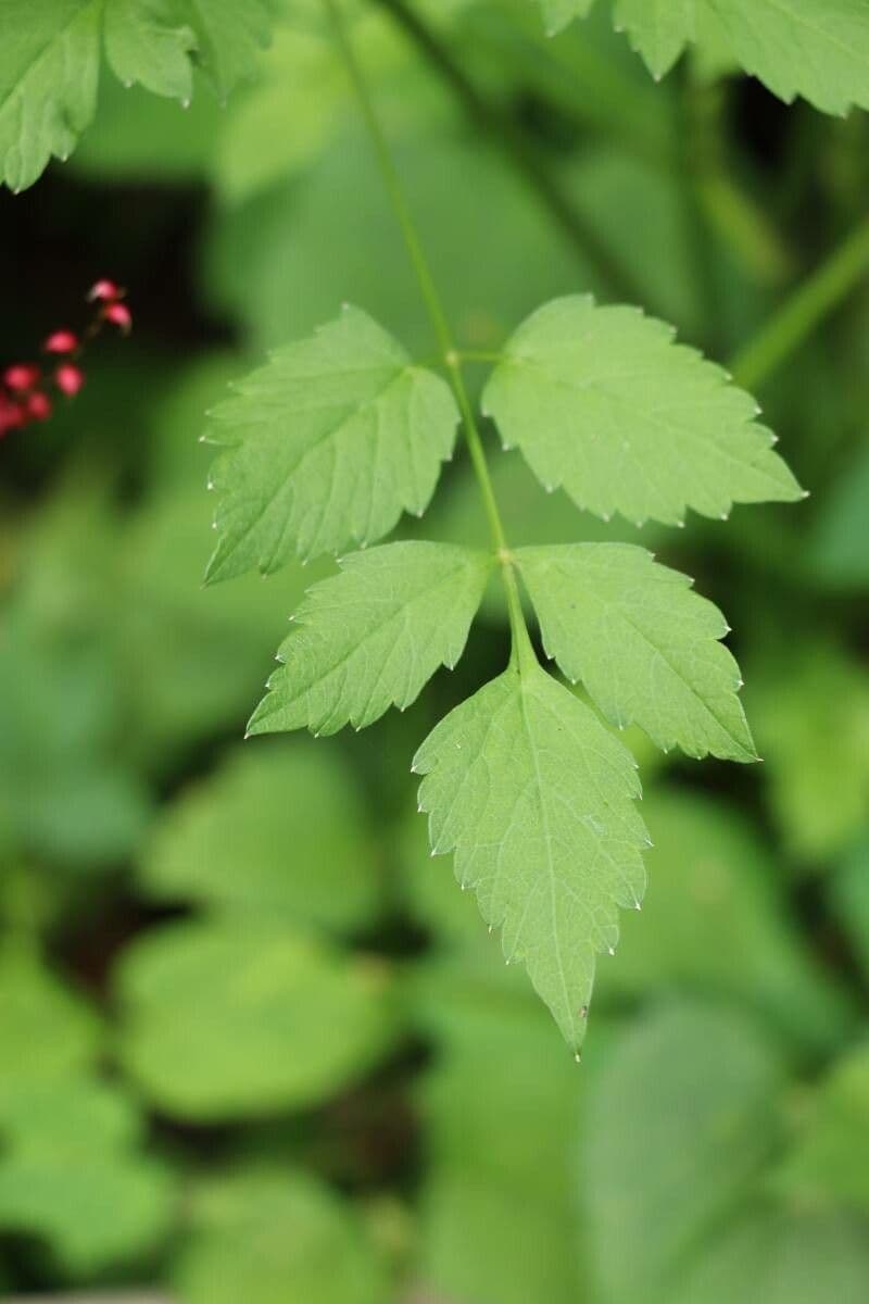 Ostericum sieboldii 2