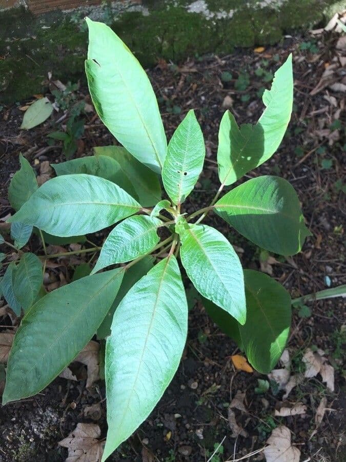 Fuchsien 17