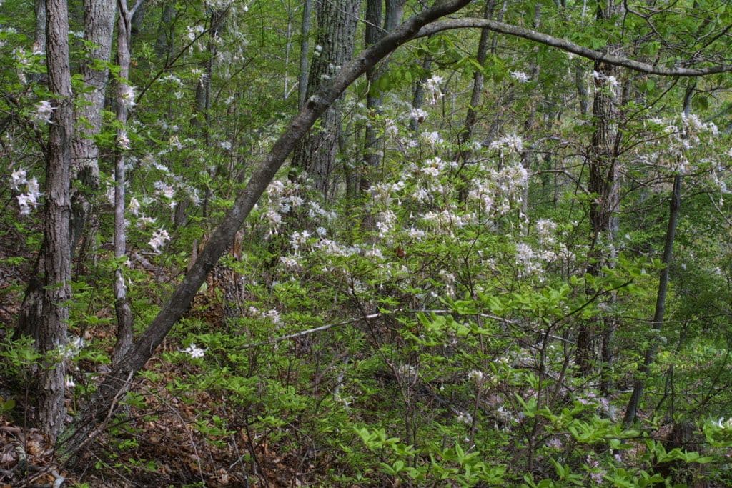 Azalea dell'Alabama 4