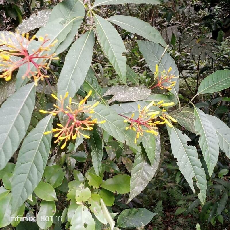 Palicourea crocea 3