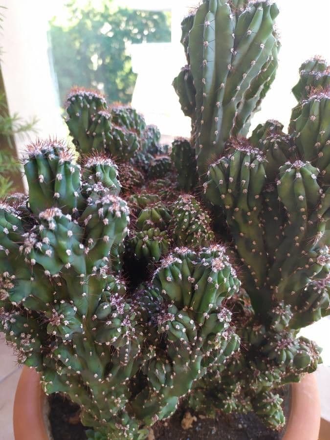 Cactus mela del Perù 17