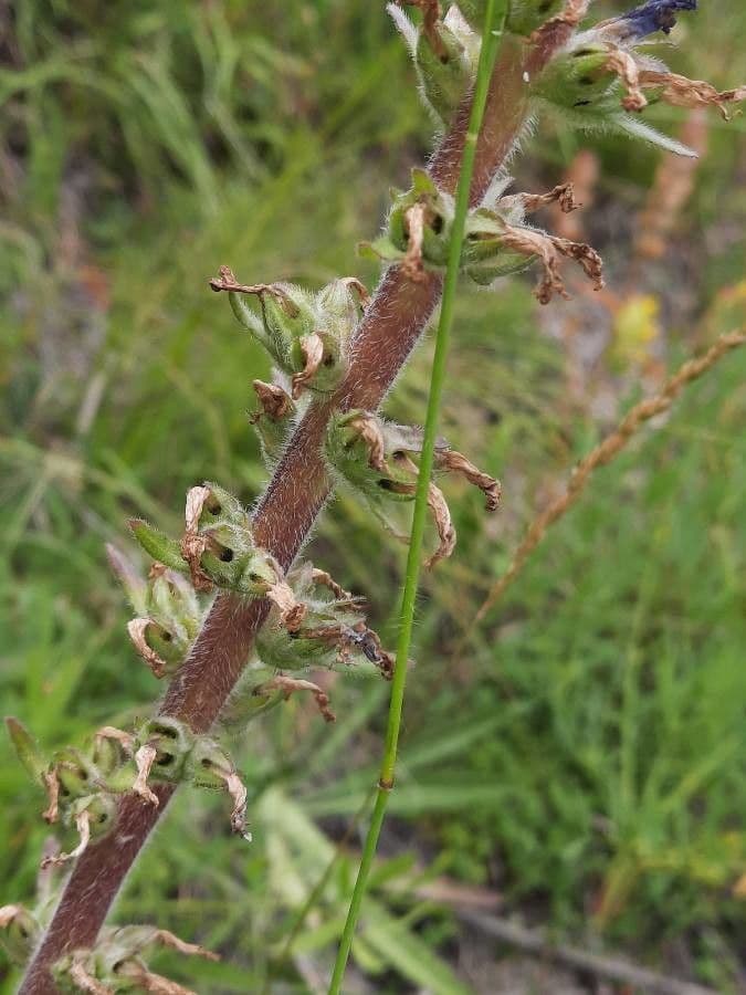 Campanula spigata 17