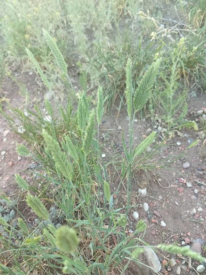 Gramigna crestata 18
