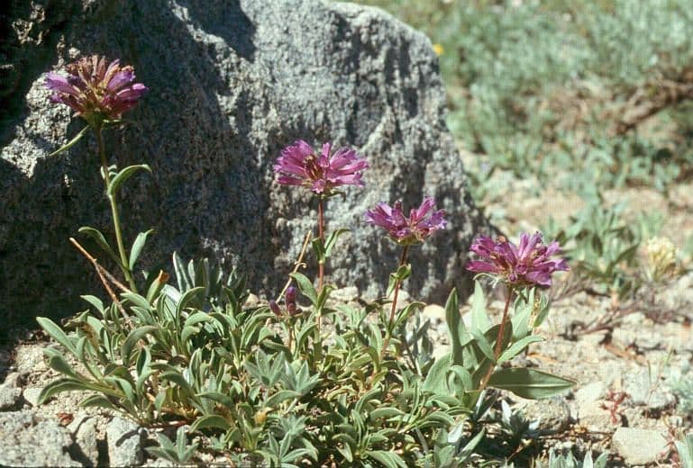 Penstemon 9