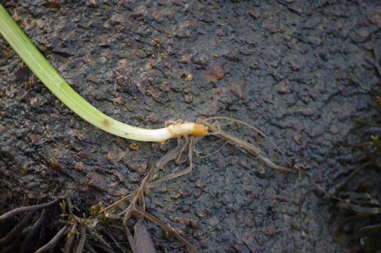 Zostera marina 25