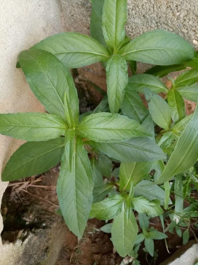 Garofanino quadrangolare 17