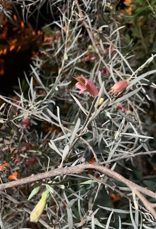 Eremophila dlouholistá 4