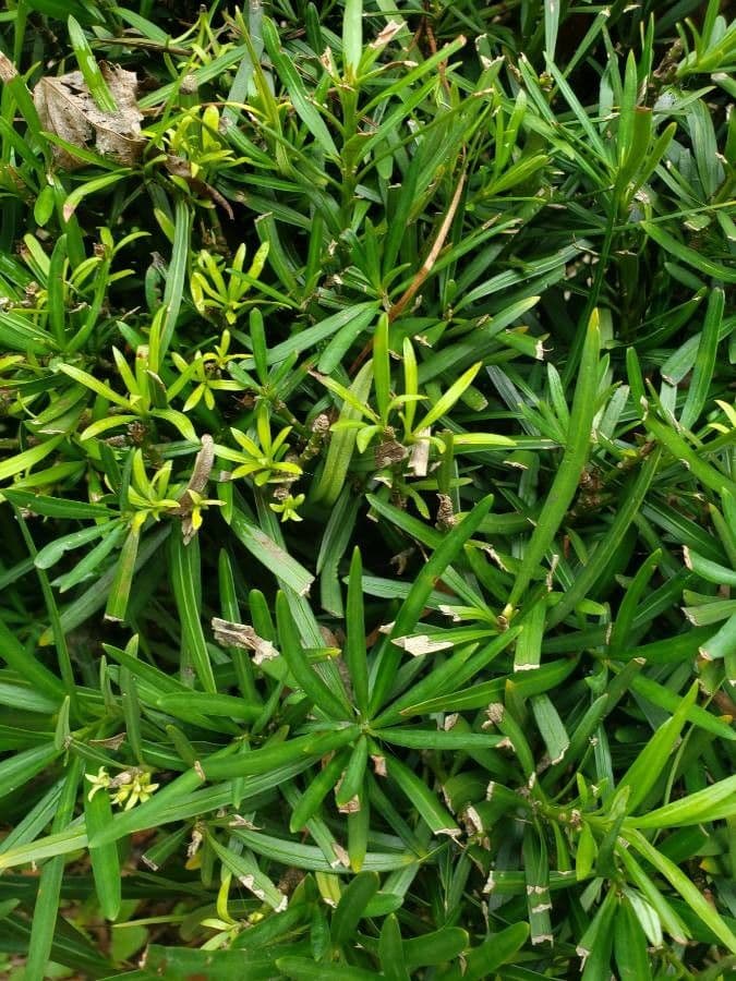 Podocarpus macrophyllus 16