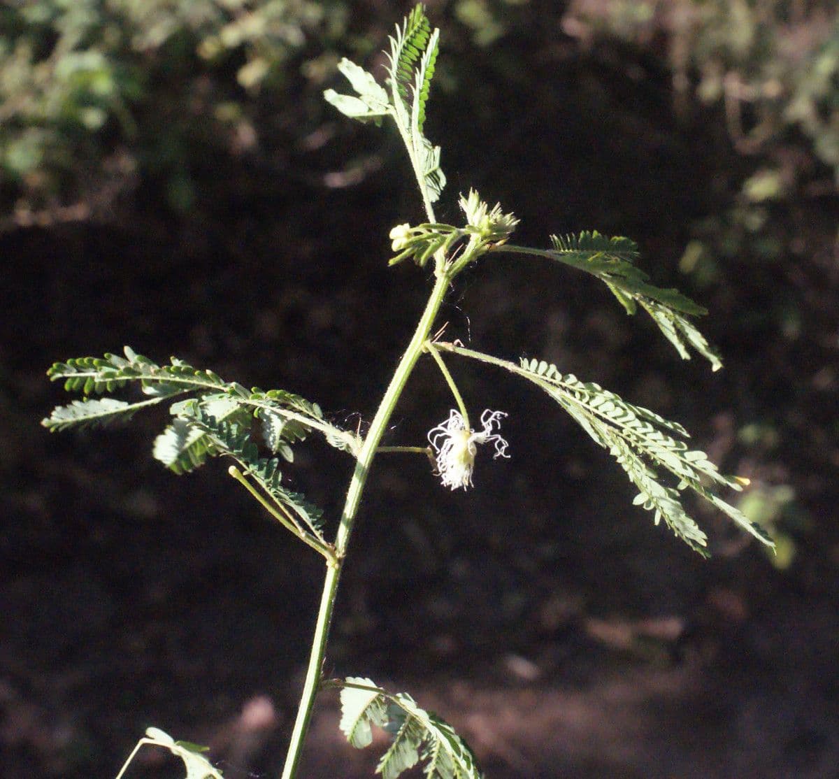 Bogen-Desmanthus 13
