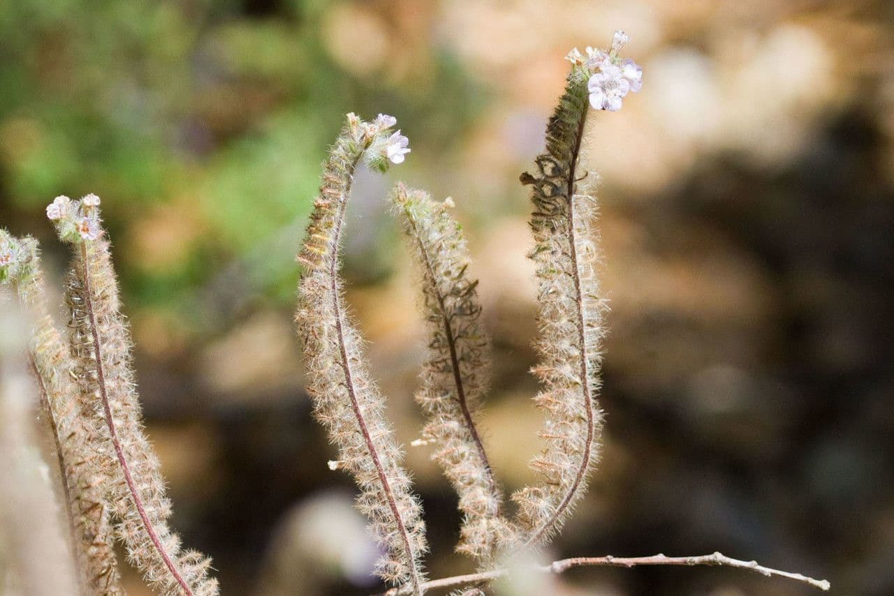 Phacelia cicutaria 2