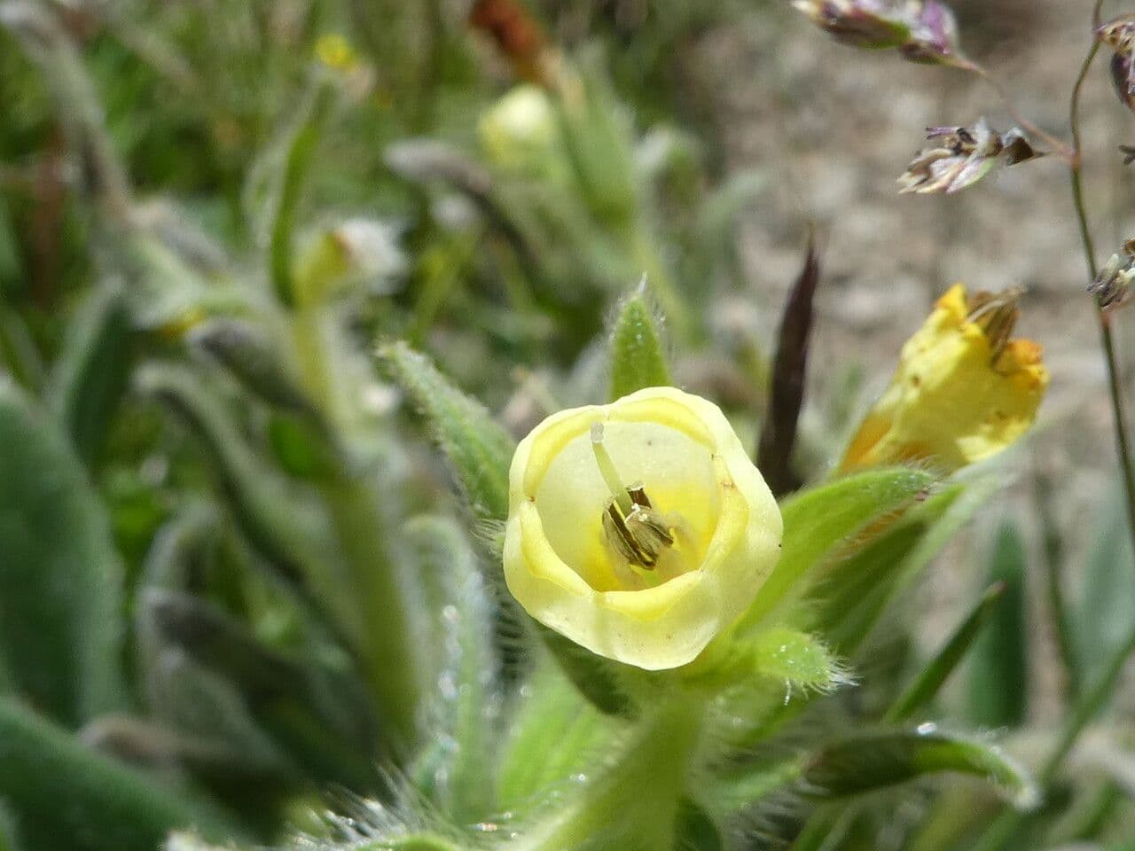 Onosma 10