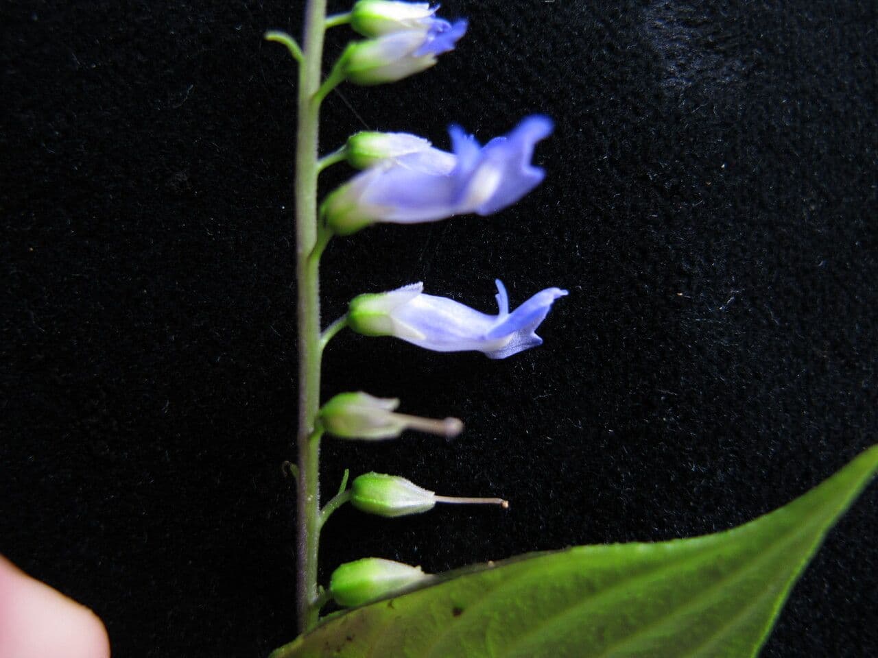 Rhynchoglossum 4