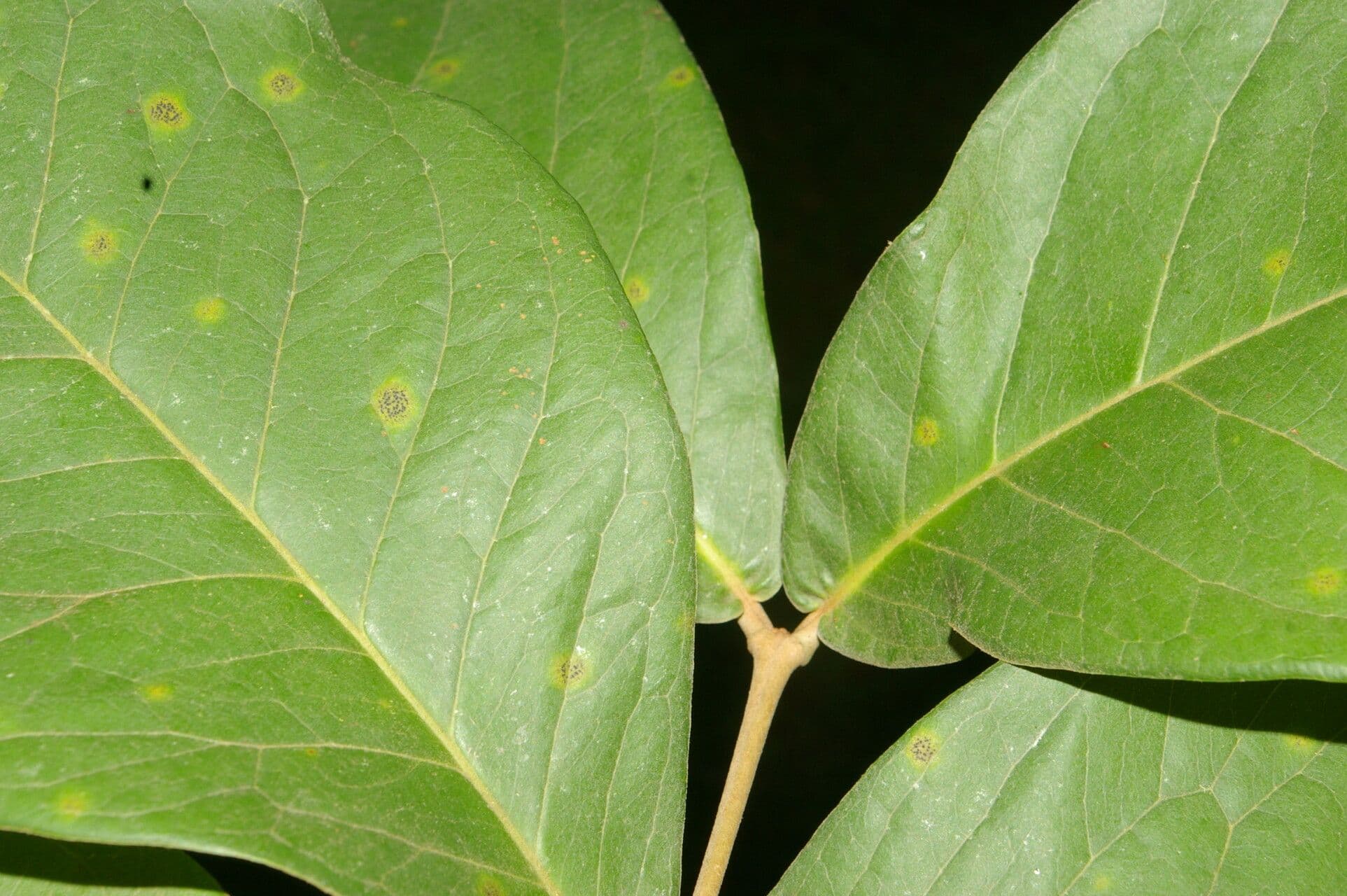Eugenia 6