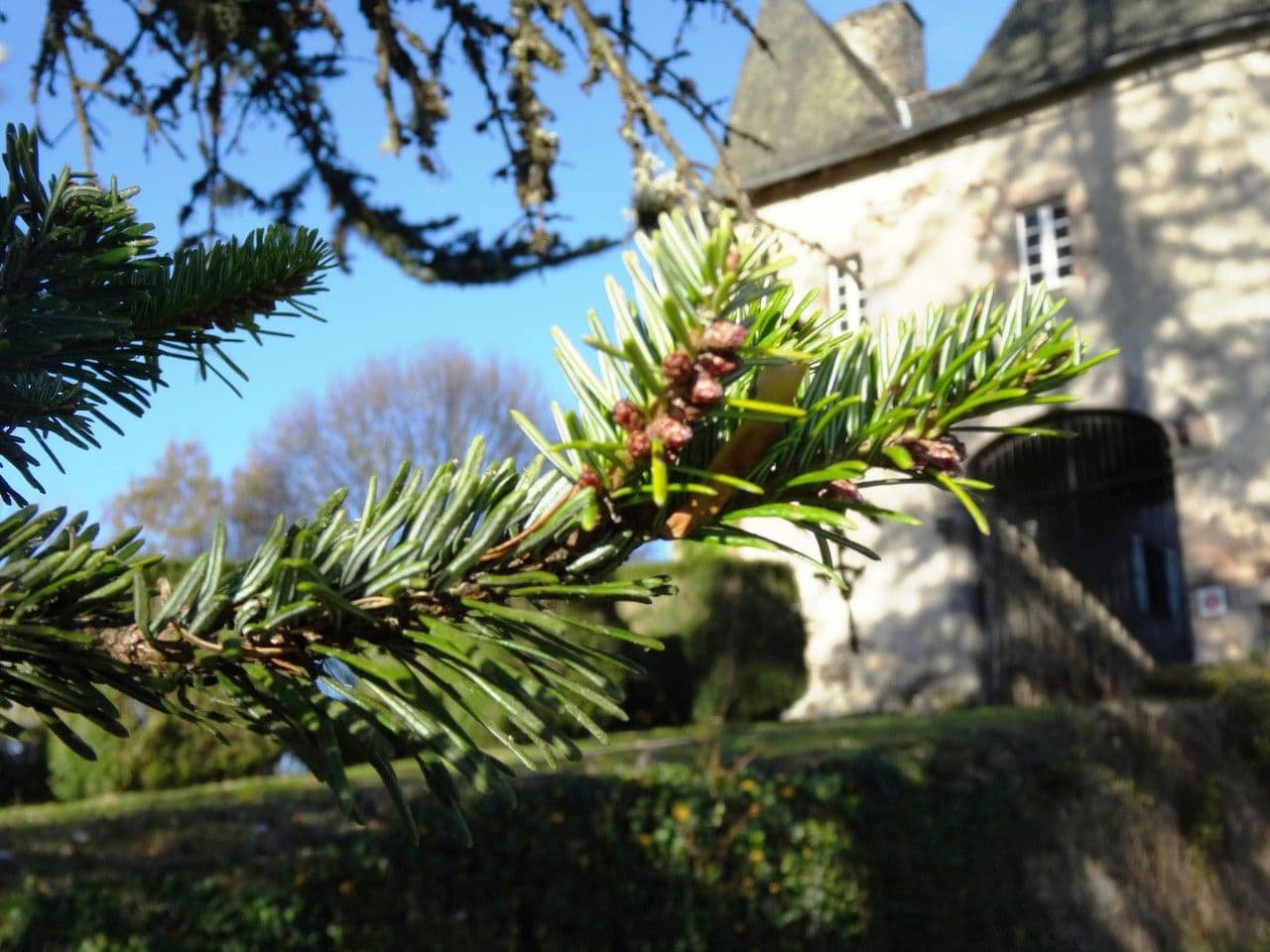Sapin géant 4