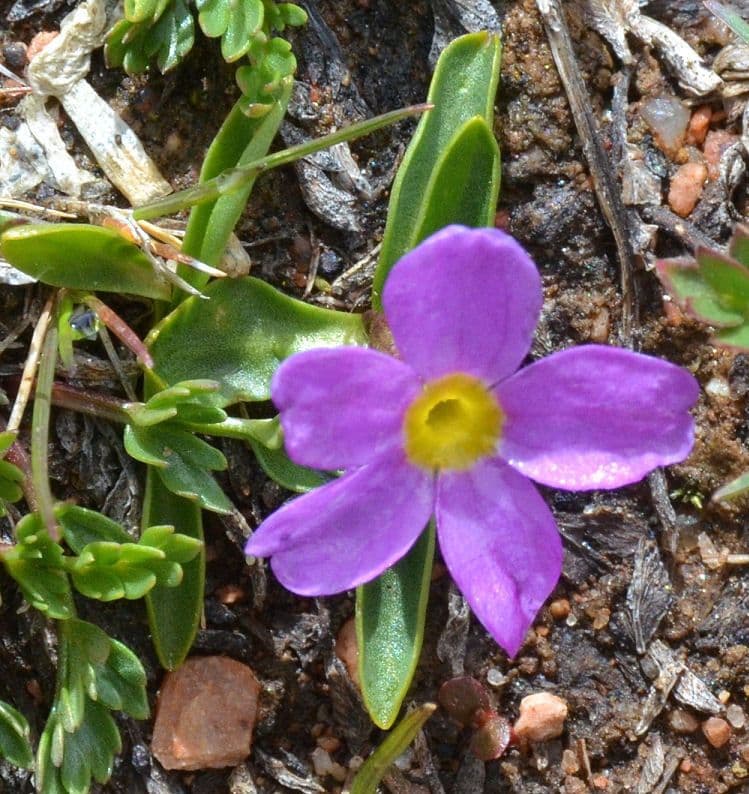 Primula