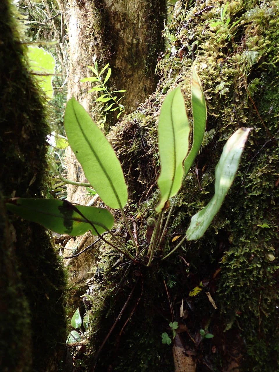Elaphoglossum 3
