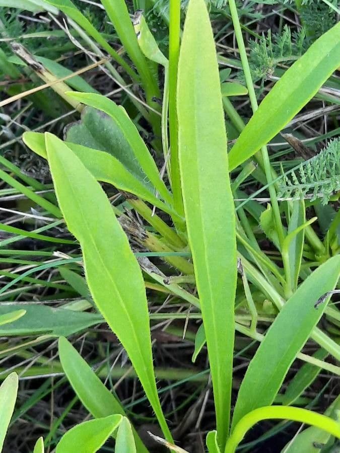 Coreopsis lanceolata 18