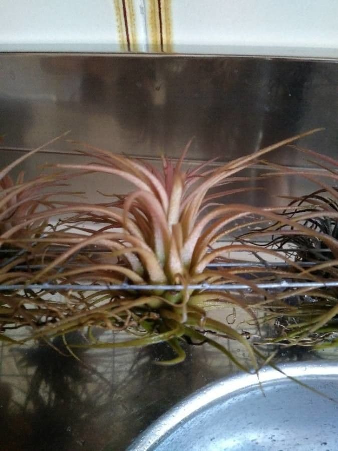 Tillandsia ionantha 19