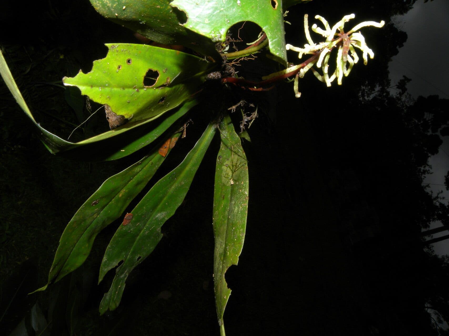 Peperomia 8
