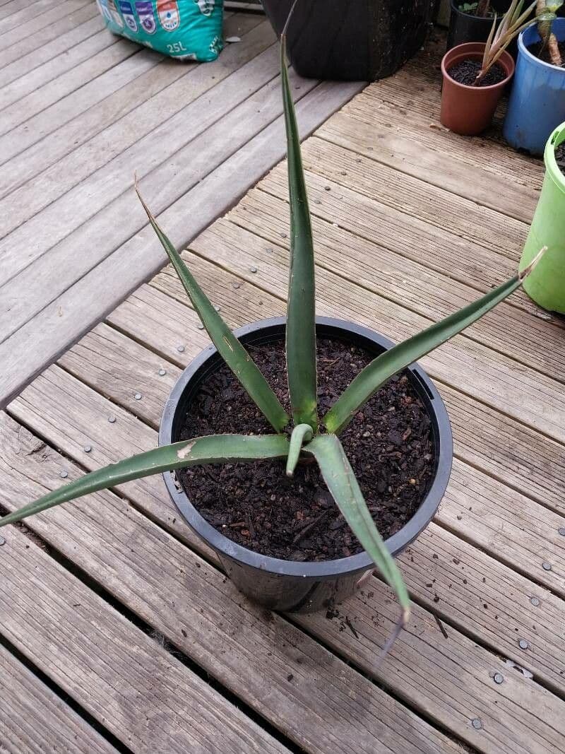 Agave 2
