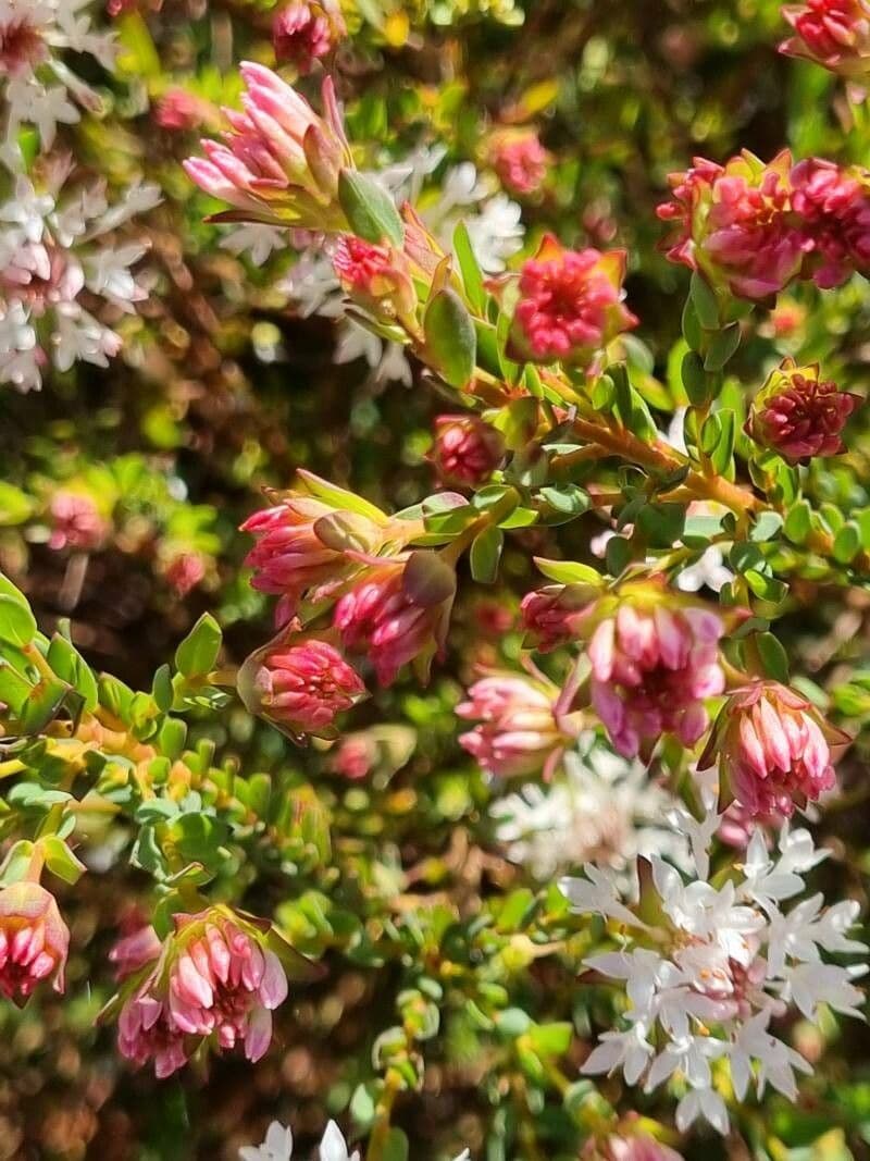 Pimelea 2