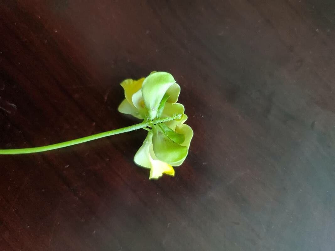Vigna luteola 5