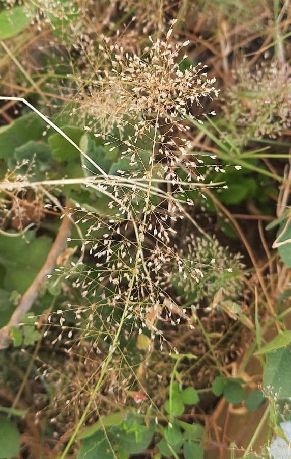 Erba d'amore cinese 6