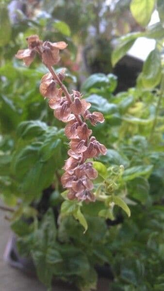 Basilic 5