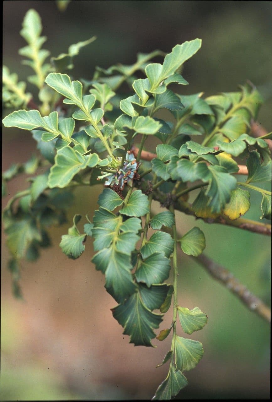 Phyllocladus 9