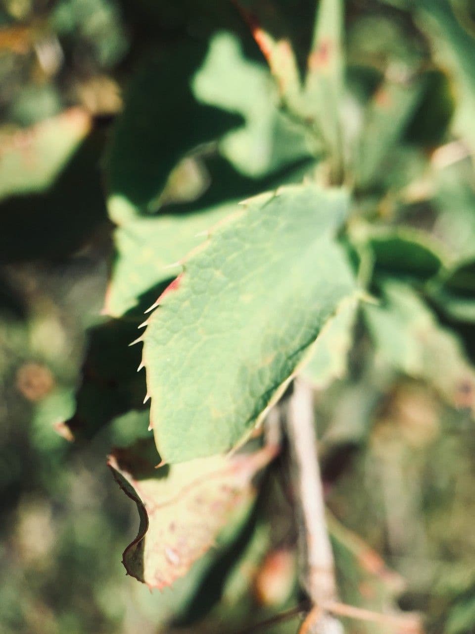 Berberitze 19