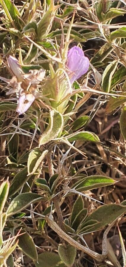 Barleria 13