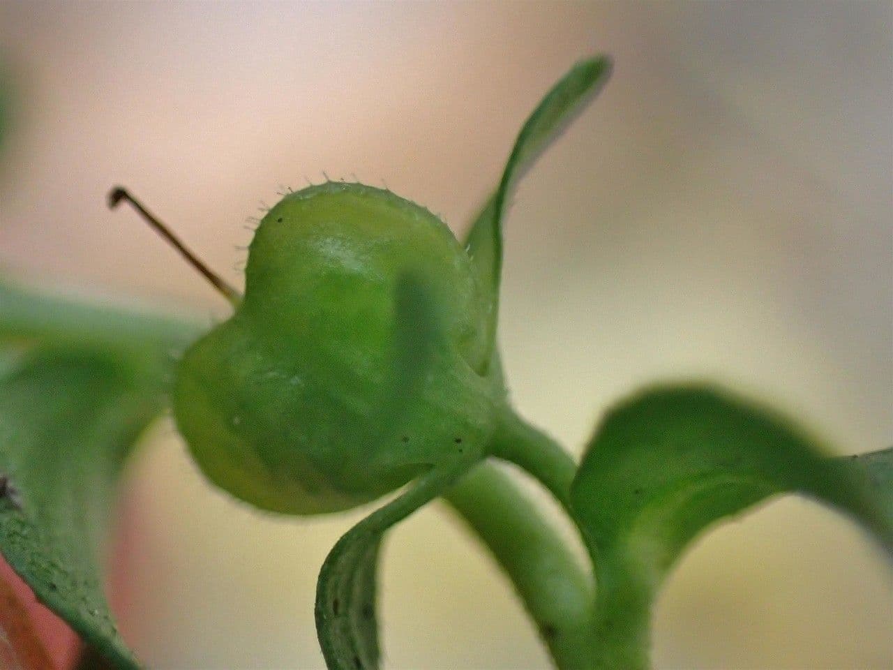 Veronica serpilifolia 5