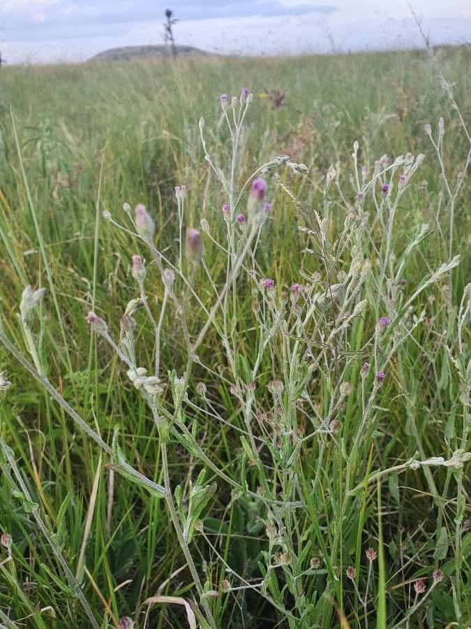 Gutenbergia Rueppella 5