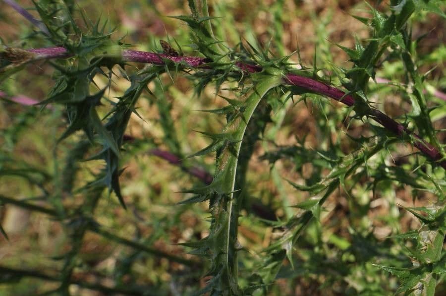 Carlina corimbosa 20