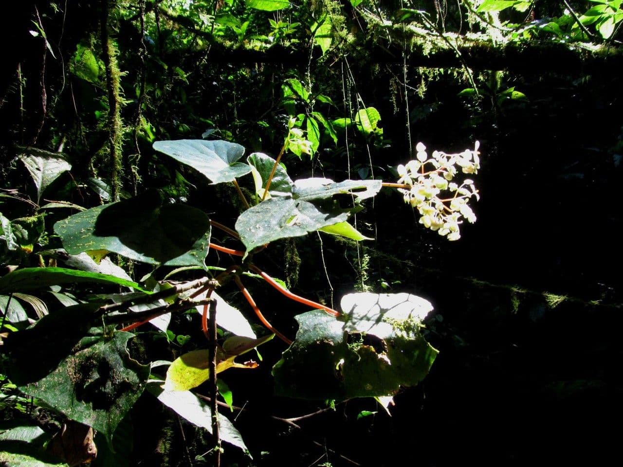 Begonia 21