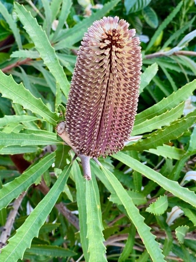 Banksia