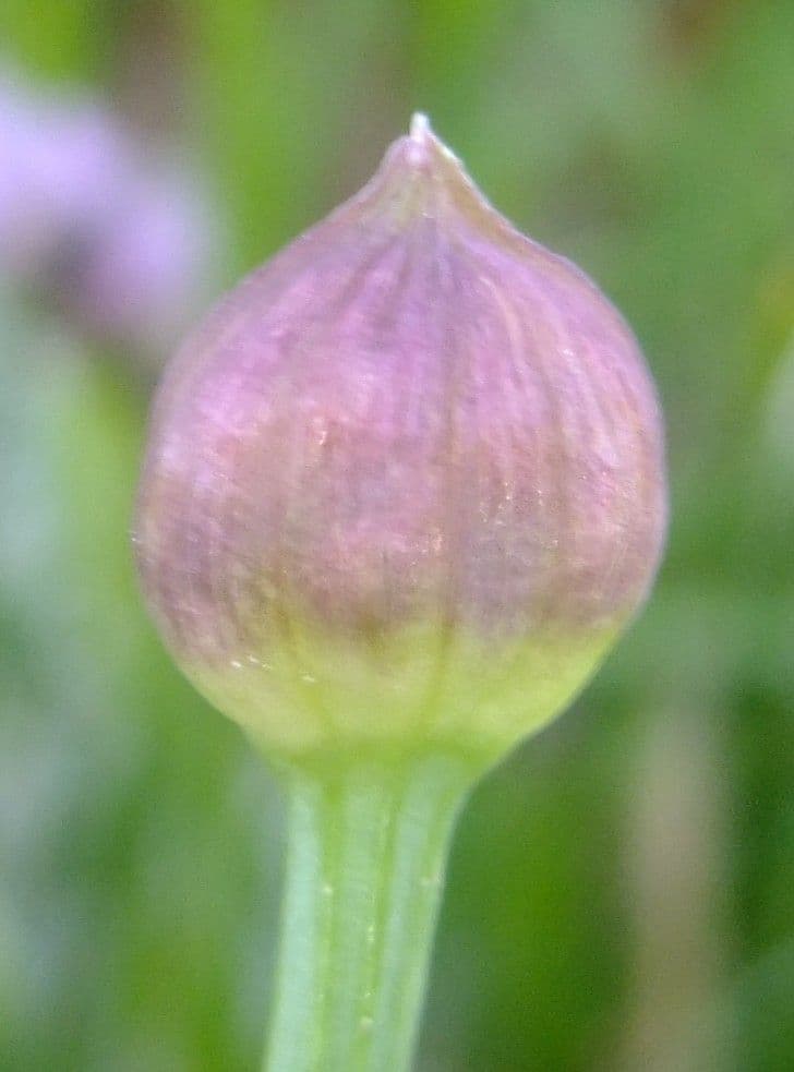 Aglio angoloso 11