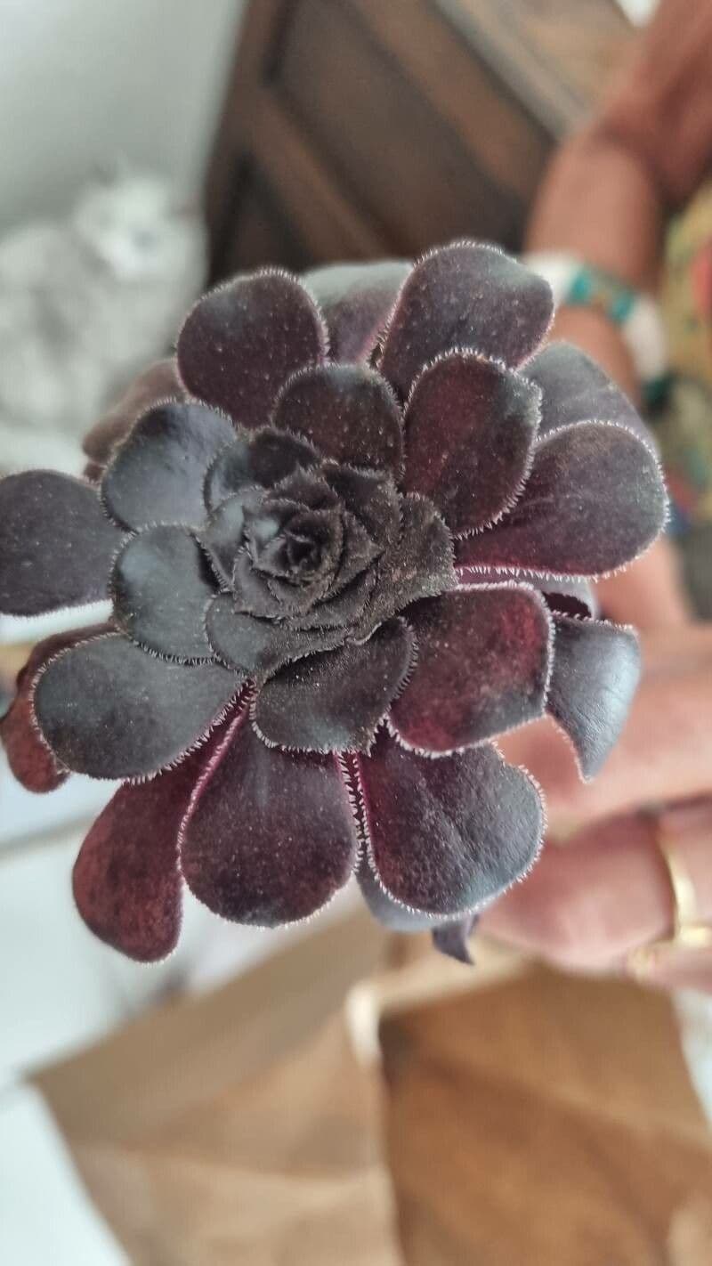 Aeonium 2
