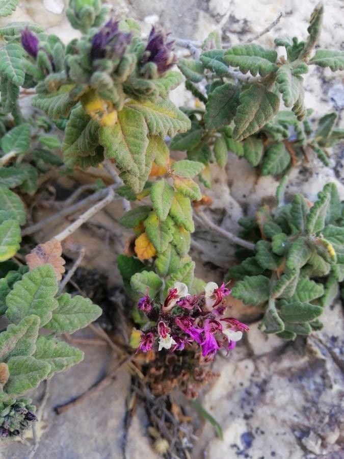 Teucrium buxifolium
