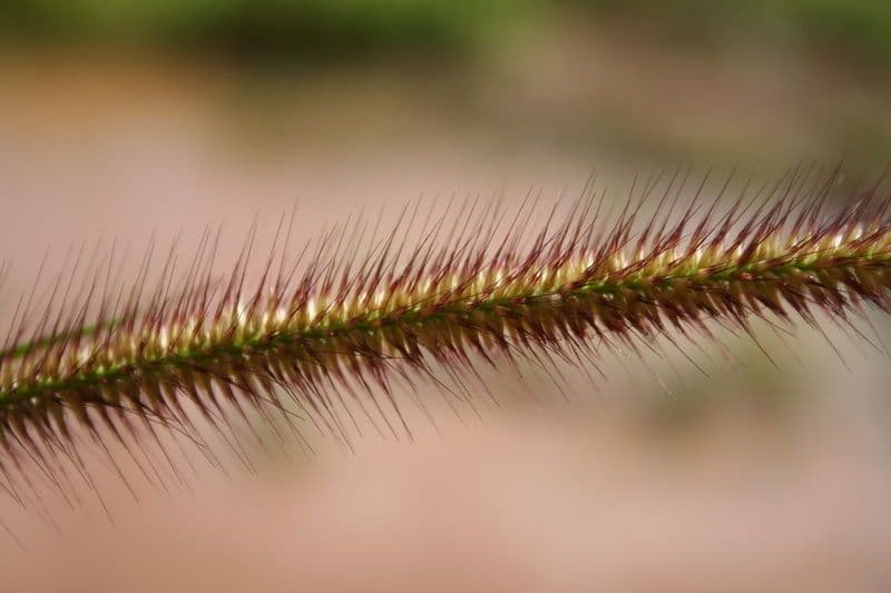 Setaria minore 25