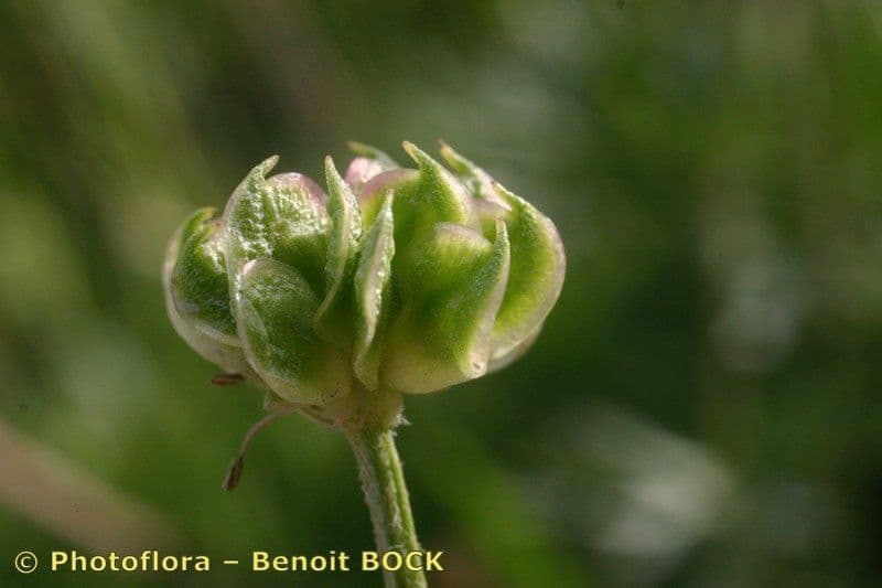 Anemone narcissiflora 5