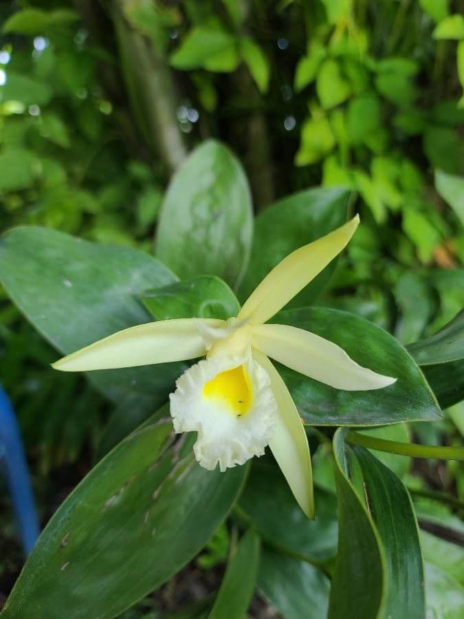 Sobralia 3