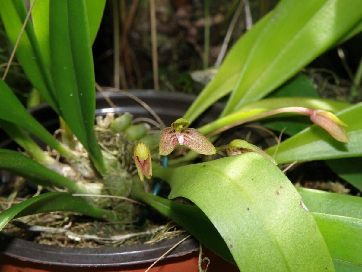 Bulbophyllum 8