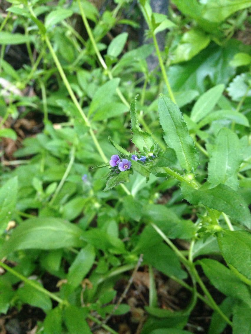 Lappola aspera 12