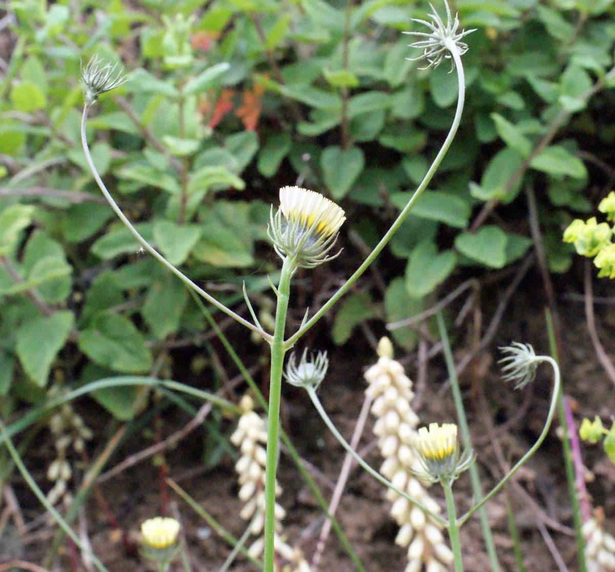 Tolpis 6