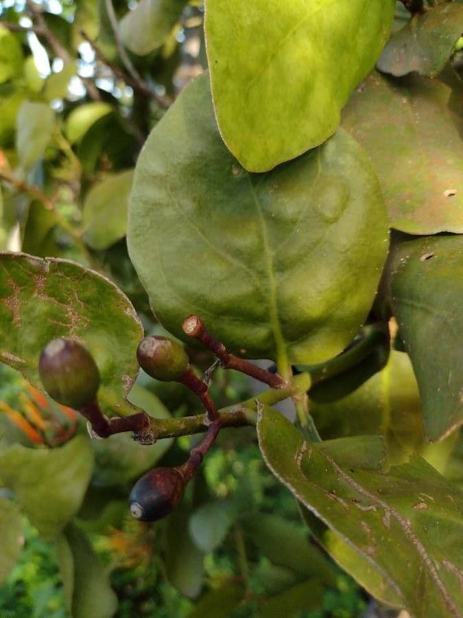 Psittacanthus rhynchanthus 2