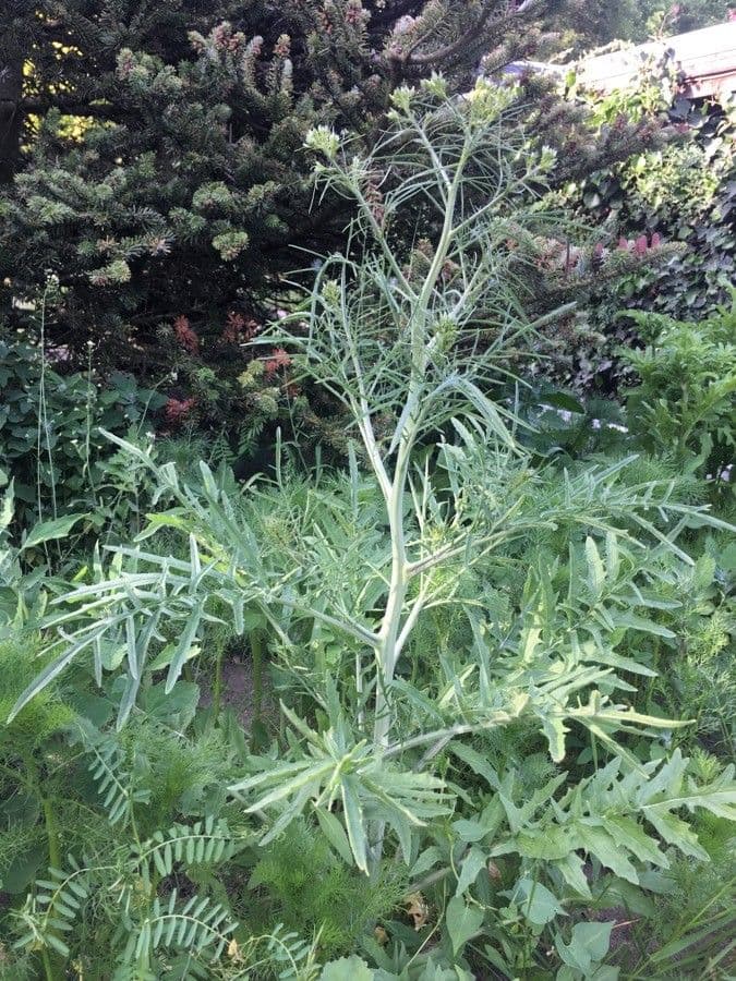 Erba cornacchia altissima 18