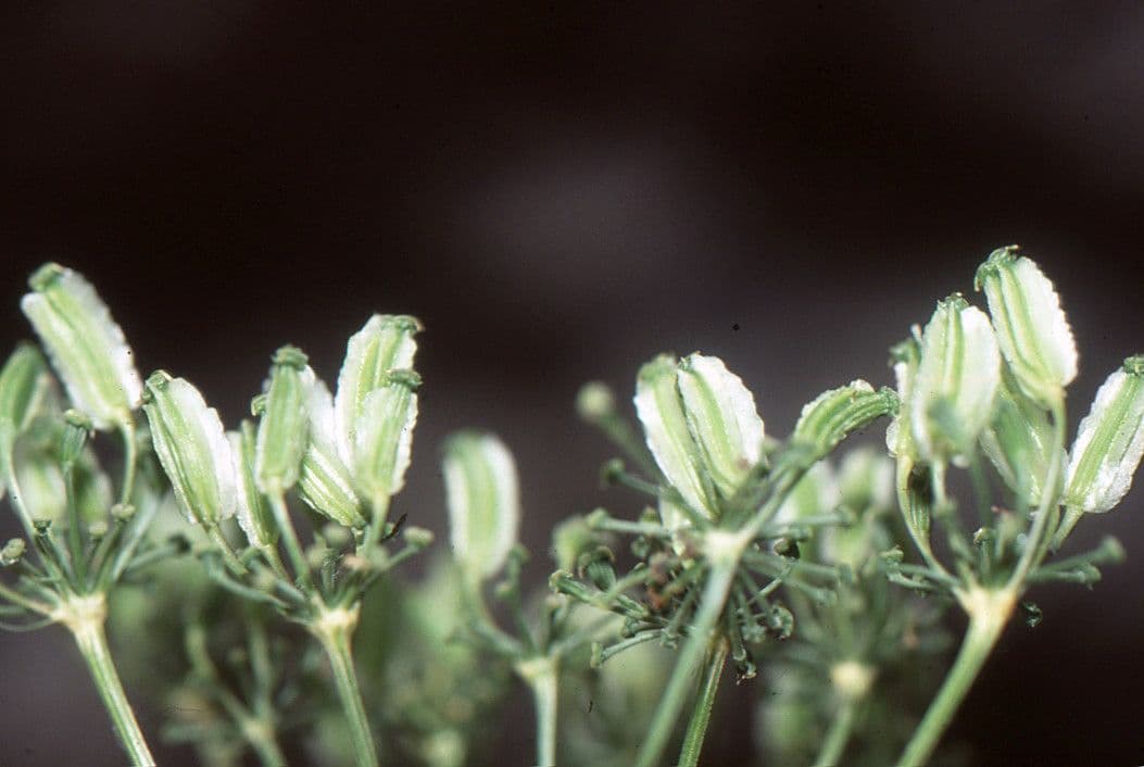 Thapsia Nestlerova 4