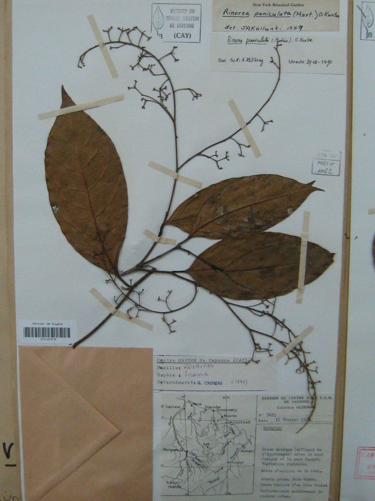 Rinorea paniculata