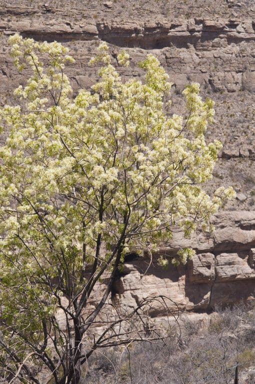 Fraxinus cuspidata 7